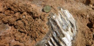 Ritrovati nel Siracusano i resti di un elefante nano vissuto nel Pleistocene