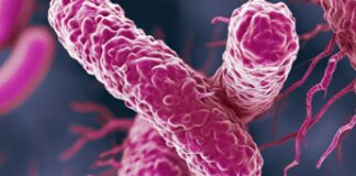 Farmaci, dall’Italia un anticorpo contro il superbatterio Klebsiella pneumoniae