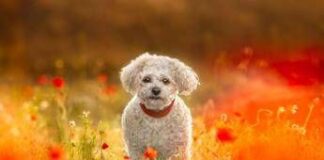 Giornata mondiale degli animali. Il veterinario: “In Italia più pet che abitanti”