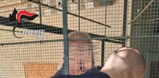 Giardino botanico abusivo scoperto in provincia di Verbania, multa da 30 mila euro