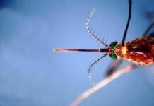 Infettivologi, ‘con cambio clima virus tropicali endemici’