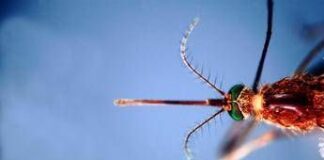 Infettivologi, ‘con cambio clima virus tropicali endemici’