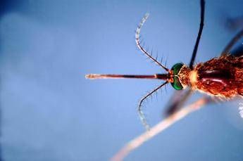 Infettivologi, ‘con cambio clima virus tropicali endemici’