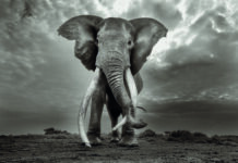 Gallerie d’Italia Vicenza di Intesa Sanpaolo: apre la mostra “Cristina Mittermeier. La Grande Saggezza” Cristina Mittermeier