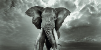 Gallerie d’Italia Vicenza di Intesa Sanpaolo: apre la mostra “Cristina Mittermeier. La Grande Saggezza” Cristina Mittermeier