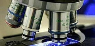 L’esperto italiano: “Bene il primo xenotrapianto di fegato maiale-uomo. Sul rene dati inimmaginabili 2 anni fa”