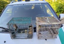 La Polizia Provinciale di Vicenza segue il canto di un uccellino e coglie in flagrante un bracconiere a Brendola bracconiere a brendola richiami vivi
