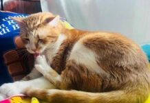 Supercat show, sfilate adozioni e miao-mercatino per la mostra felina internazionale