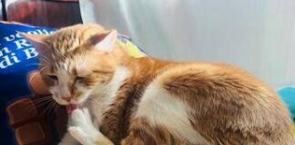 Supercat show, sfilate adozioni e miao-mercatino per la mostra felina internazionale