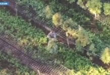 Scoperto a Verona un laboratorio per la produzione di marijuana e hashish, un arresto