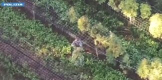 Scoperto a Verona un laboratorio per la produzione di marijuana e hashish, un arresto