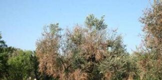 Xylella, Cia: è allarme per Calabria, agire subito o danni irreparabili per settore olivicolo