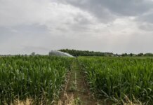 Anticipi Pac, già erogati 29 milioni di euro agli agricoltori