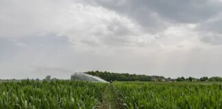 Anticipi Pac, già erogati 29 milioni di euro agli agricoltori