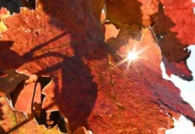 Sole e caldo ma solo per 48 ore, poi arriva il ciclone di Halloween: ecco il meteo che ci aspetta sole