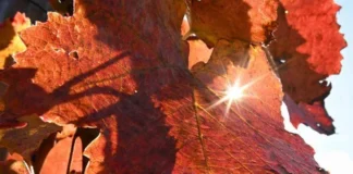 Sole e caldo ma solo per 48 ore, poi arriva il ciclone di Halloween: ecco il meteo che ci aspetta sole