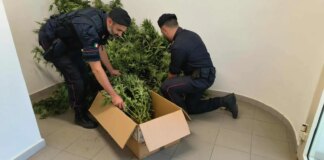 Scoperta una serra di marijuana a Sestu, arrestato un 44enne del posto