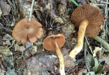 Funghi tra scienza e gastronomia: alla Biblioteca La Vigna dialogano Melli e Pauletto mostramicologica vicenza