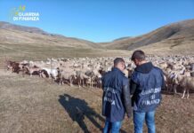 Padova: frode da 20 milioni sui fondi agricoli Ue. Maxi-sequestro della Finanza, indagati 48 imprenditori (anche nel Vicentino) guardia di finanza frode agricola