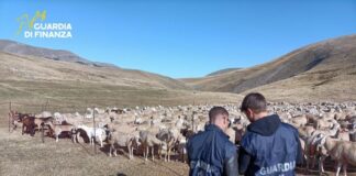 Padova: frode da 20 milioni sui fondi agricoli Ue. Maxi-sequestro della Finanza, indagati 48 imprenditori (anche nel Vicentino) guardia di finanza frode agricola