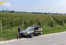 Controlli nel trevigiano in occasione della vendemmia, scoperti 14 braccianti irregolari