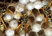Podisti assaliti da vespe nel Vicentino: una donna in ospedale dopo la “Marcia del Sorriso” a Romano d’Ezzelino Romano d'Ezzelino vespe