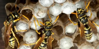 Podisti assaliti da vespe nel Vicentino: una donna in ospedale dopo la “Marcia del Sorriso” a Romano d’Ezzelino Romano d'Ezzelino vespe