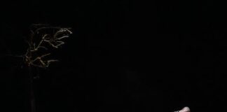 “Voodoo” di Masque Teatro all’Astra di Vicenza: trance, danza e lotta tra carne e spirito in un’opera acclamata voodoo vicenza teatro Astra