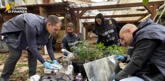Coltivavano marijuana in casa e in giardino, in provincia di Perugia arrestati un uomo e una donna