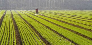 Cina: seminato 70% del grano invernale in tutto Paese (1)