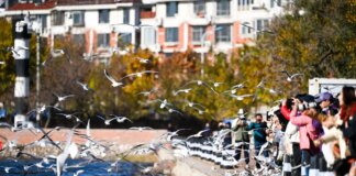 Cina: il fiume Haihe diventa meta per migliaia di gabbiani e visitatori (1)