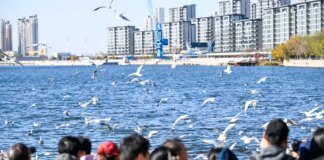 Cina: il fiume Haihe diventa meta per migliaia di gabbiani e visitatori (2)