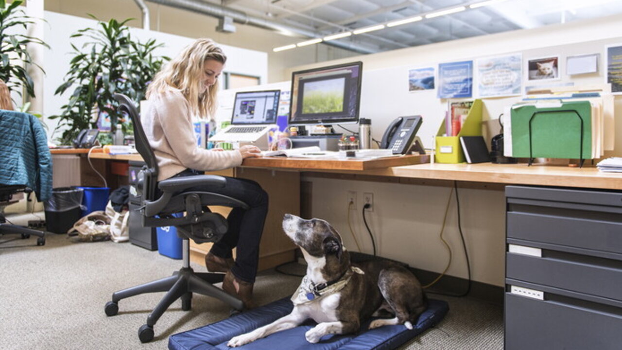 26 giugno, la giornata internazionale del cane in ufficio