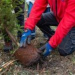 Atlante delle Foreste, oltre 3 milioni di nuovi alberi nel 2024