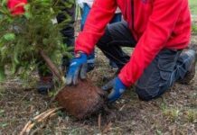 Atlante delle Foreste, oltre 3 milioni di nuovi alberi nel 2024