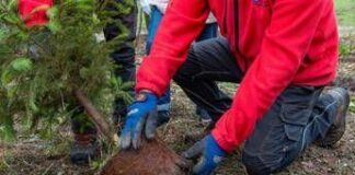 Atlante delle Foreste, oltre 3 milioni di nuovi alberi nel 2024