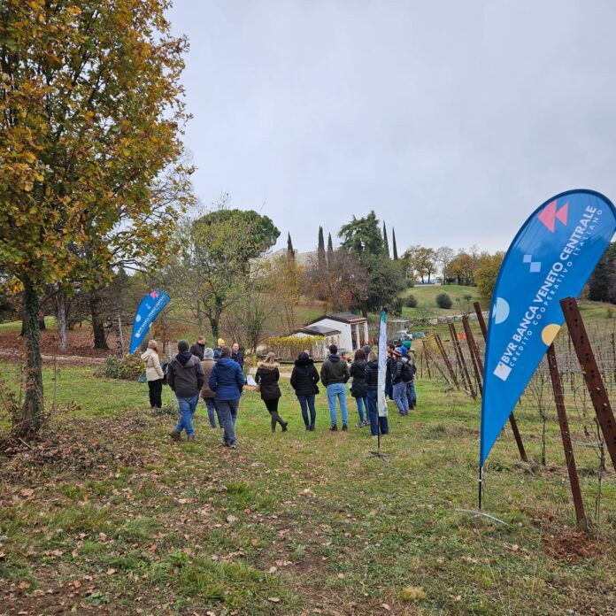 bosco insieme arcugnano