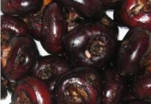 Castagne d’acqua, lo snack che protegge fegato e cervello: cosa sono e come si mangiano