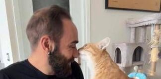 Come accarezzare i gatti, ecco la ‘ricetta’ infallibile per farsi amare