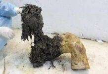 Gli ultimi momenti di vita del mammut lanoso Yuka svelati dall’Rna più antico del mondo