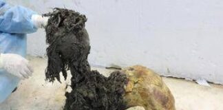 Gli ultimi momenti di vita del mammut lanoso Yuka svelati dall’Rna più antico del mondo