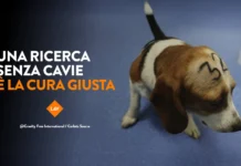 LAV in piazza a Bassano del Grappa per la ricerca innovativa: “Ogni minuto un animale muore in laboratorio” Lav bassano del grappa fai la cosa giusta