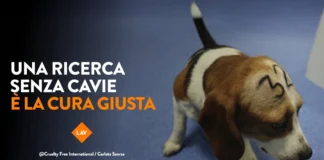 LAV in piazza a Bassano del Grappa per la ricerca innovativa: “Ogni minuto un animale muore in laboratorio” Lav bassano del grappa fai la cosa giusta