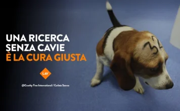 LAV in piazza a Bassano del Grappa per la ricerca innovativa: “Ogni minuto un animale muore in laboratorio” Lav bassano del grappa fai la cosa giusta