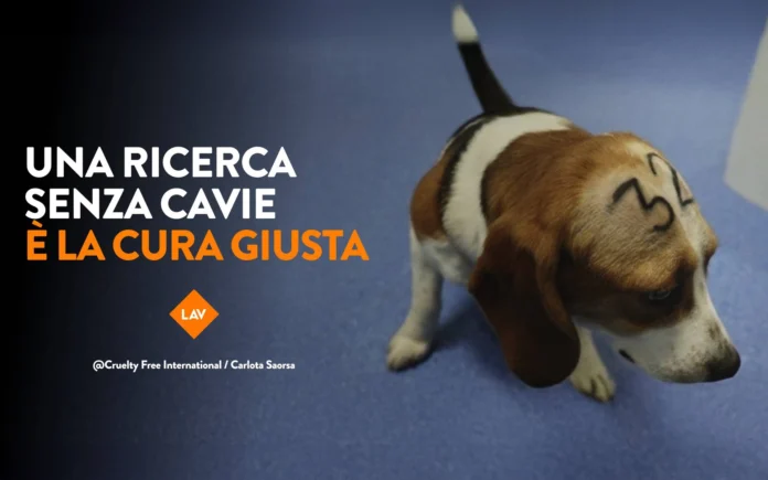 Lav bassano del grappa fai la cosa giusta Lav bassano del grappa fai la cosa giusta