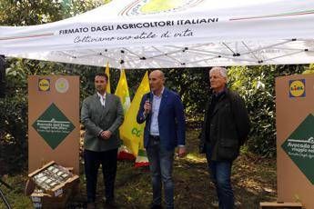 L’avocado siciliano conquista gli store Lidl Italia