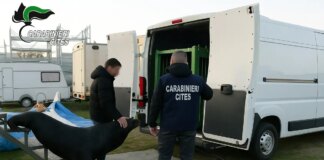 Scoperto a Verona un leone marino all’interno di strutture fatiscenti, trasferito allo zoo di Napoli