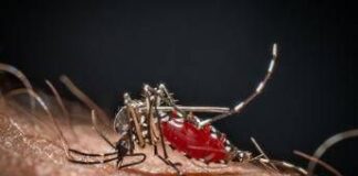 Medici ambiente, ‘zanzare e rischi connessi possibili fino a Natale’