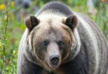 Paura in Canada, orso grizzly aggredisce scolaresca: un morto e 11 feriti