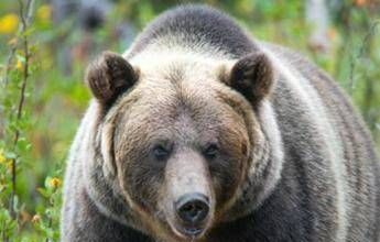 Paura in Canada, orso grizzly aggredisce scolaresca: un morto e 11 feriti